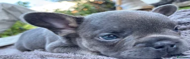 French Bulldog 1