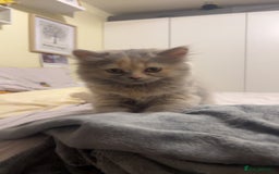 British Longhair cats for sale: Tortie British Short hair  - Advert 1