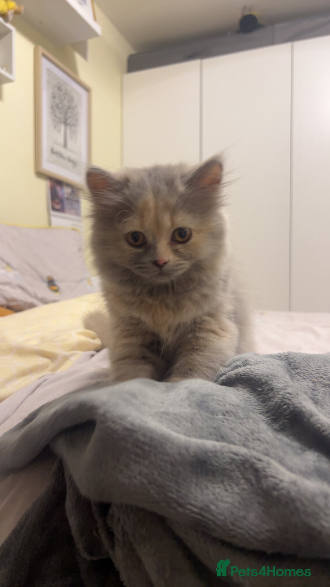 British Longhair cats for sale: Tortie British Short hair  - Advert 1