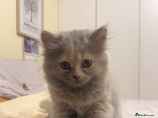 British Longhair cats for sale: Tortie British Short hair - Advert 1