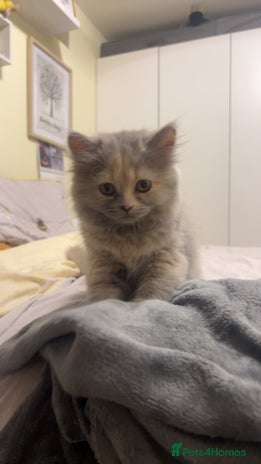 British Longhair cats Tortie British Short hair - Advert 1