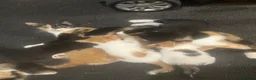 Mixed Breed cats for sale: Kittys kittens  - Advert 1