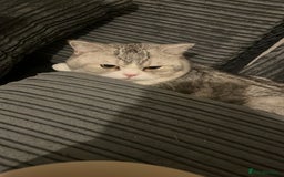 British Shorthair cats for sale: Beautiful British short haired males  - Image 7