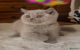 British Shorthair cats for sale: Two Beautiful BSH girls Champion line  - Image 7