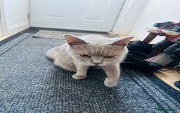 British Shorthair cats for sale: British Shorthair kitten- Female  - Image 6