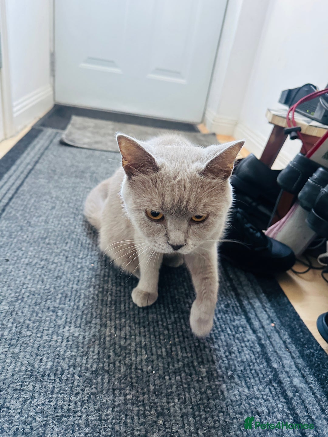 British Shorthair cats for sale: British Shorthair kitten- Female  - Image 6