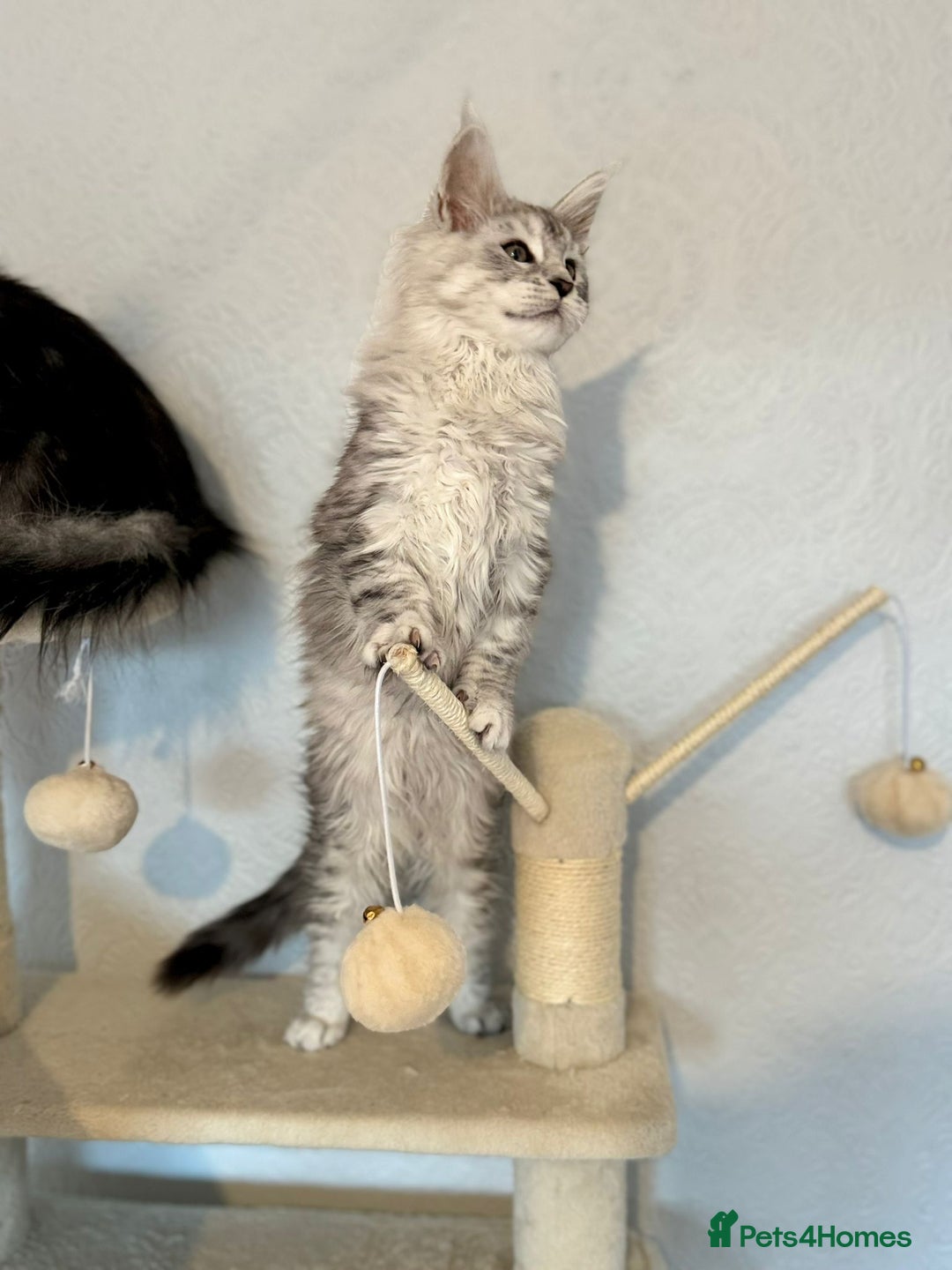Maine Coon cats for sale: TICA Stunning Maine Coon Kittens - ACTIVE 🩷 - Image 14