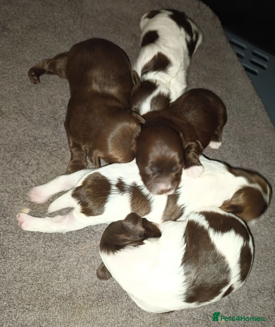 Shih Tzu dogs for stud:  imperial studs both proven  in Bolton - Advert 23