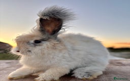 Angora rabbits for sale: Fully Vaccinated Pedigree Angoras Doe Ready Now  - Image 3