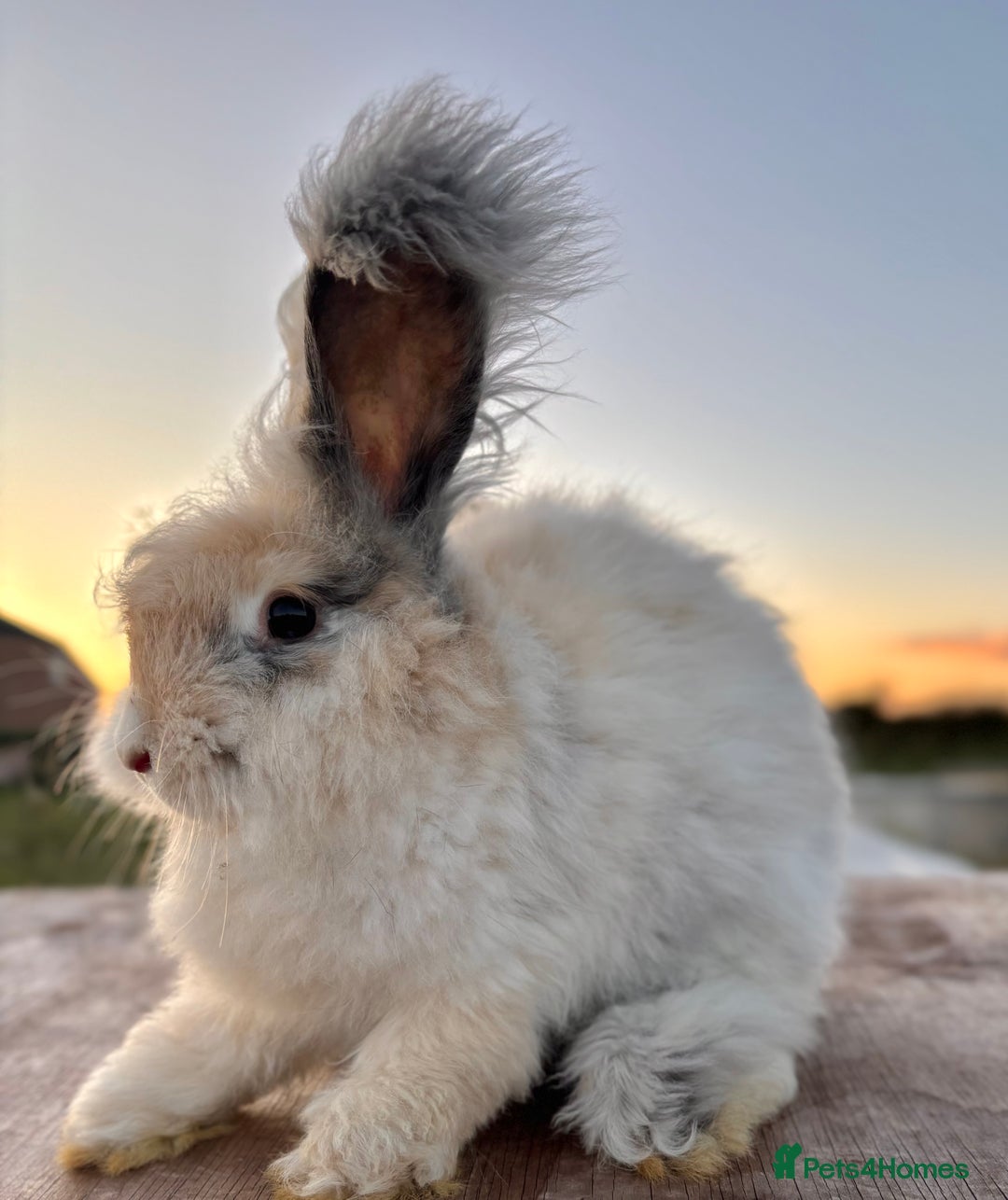 Angora rabbits for sale: Fully Vaccinated Pedigree Angoras Doe Ready Now  - Image 3