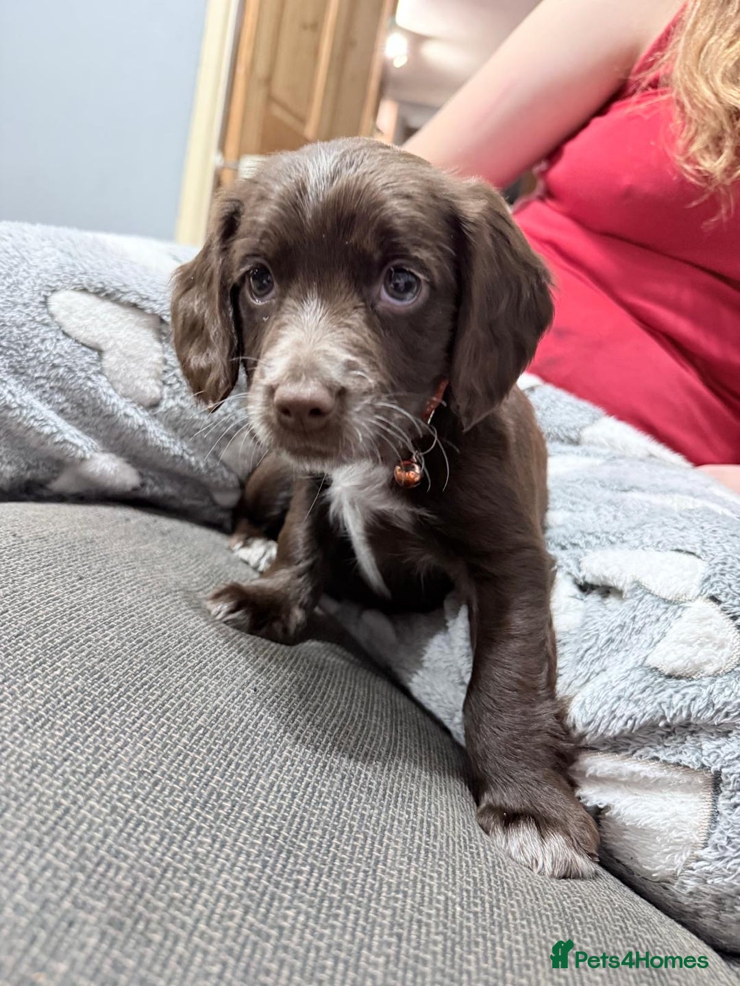 Sprocker dogs for sale: 4 LEFT Sprocker Spaniel Puppies EXCELLENT Breeding - Advert 21