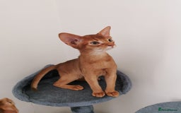 Abyssinian cats for sale: Available NOW 🤩Abyssinian kittens 😍 in Lincoln - Image 9