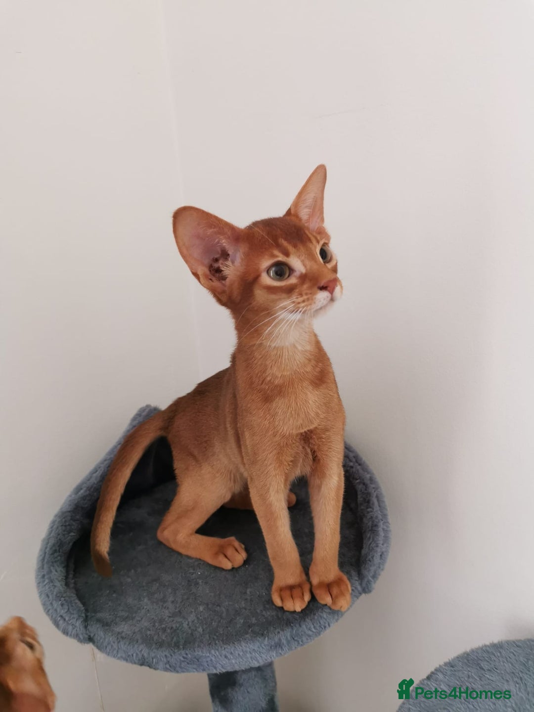 Abyssinian cats for sale: Available NOW 🤩Abyssinian kittens 😍 in Lincoln - Image 9