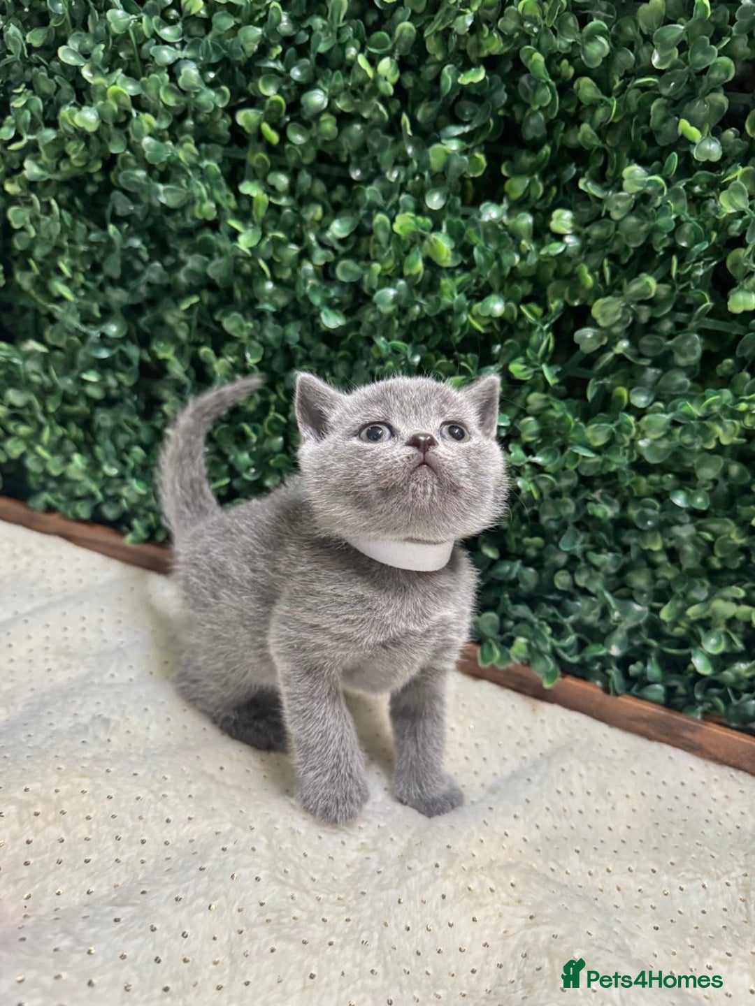 British Shorthair cats for sale: 💕British Shorthair Blue Kittens💕 - Advert 19
