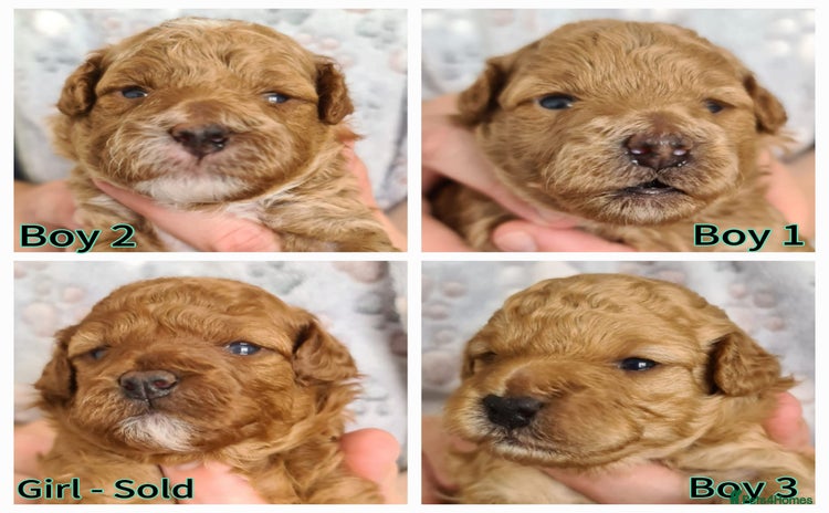 Toy Poodle dogs - Advert 1