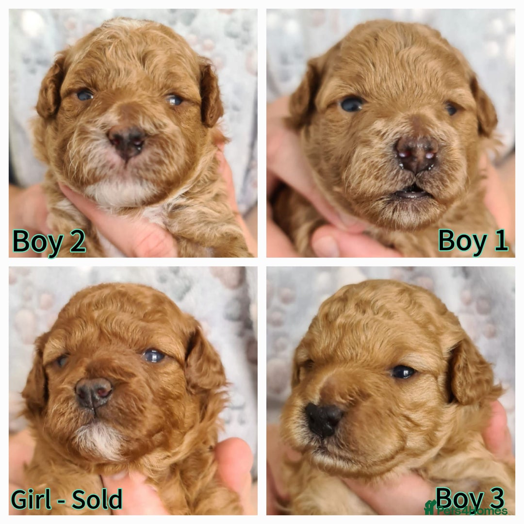 Toy Poodle dogs for sale: Adorable Playful Toy Poodles - 3 Boys Left - Image 1