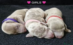 Miniature Dachshund dogs for sale: 🌟QUALITY KC REG & PRA CLR MINIATURE DACHSHUNDS🌟 - Image 6