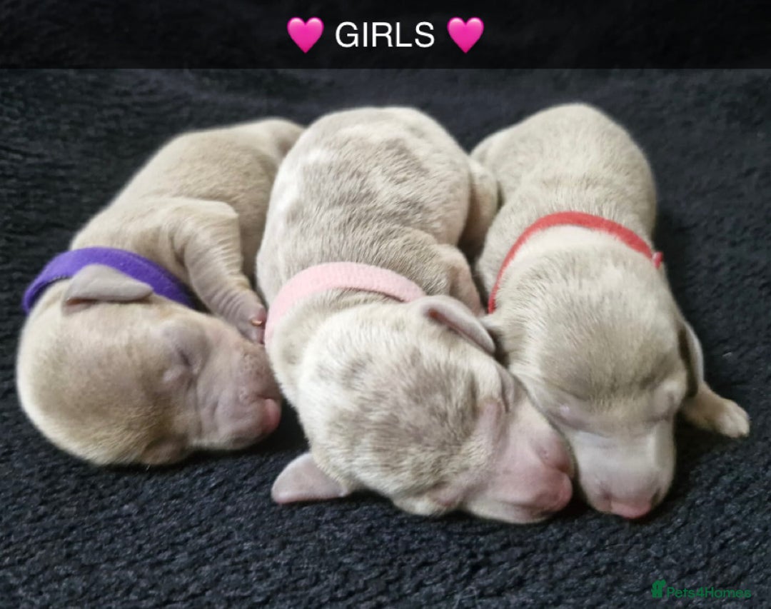 Miniature Dachshund dogs for sale: 🌟QUALITY KC REG & PRA CLR MINIATURE DACHSHUNDS🌟 - Image 6