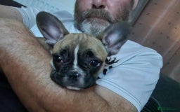 French Bulldog dogs for sale: French bulldog - Image 10