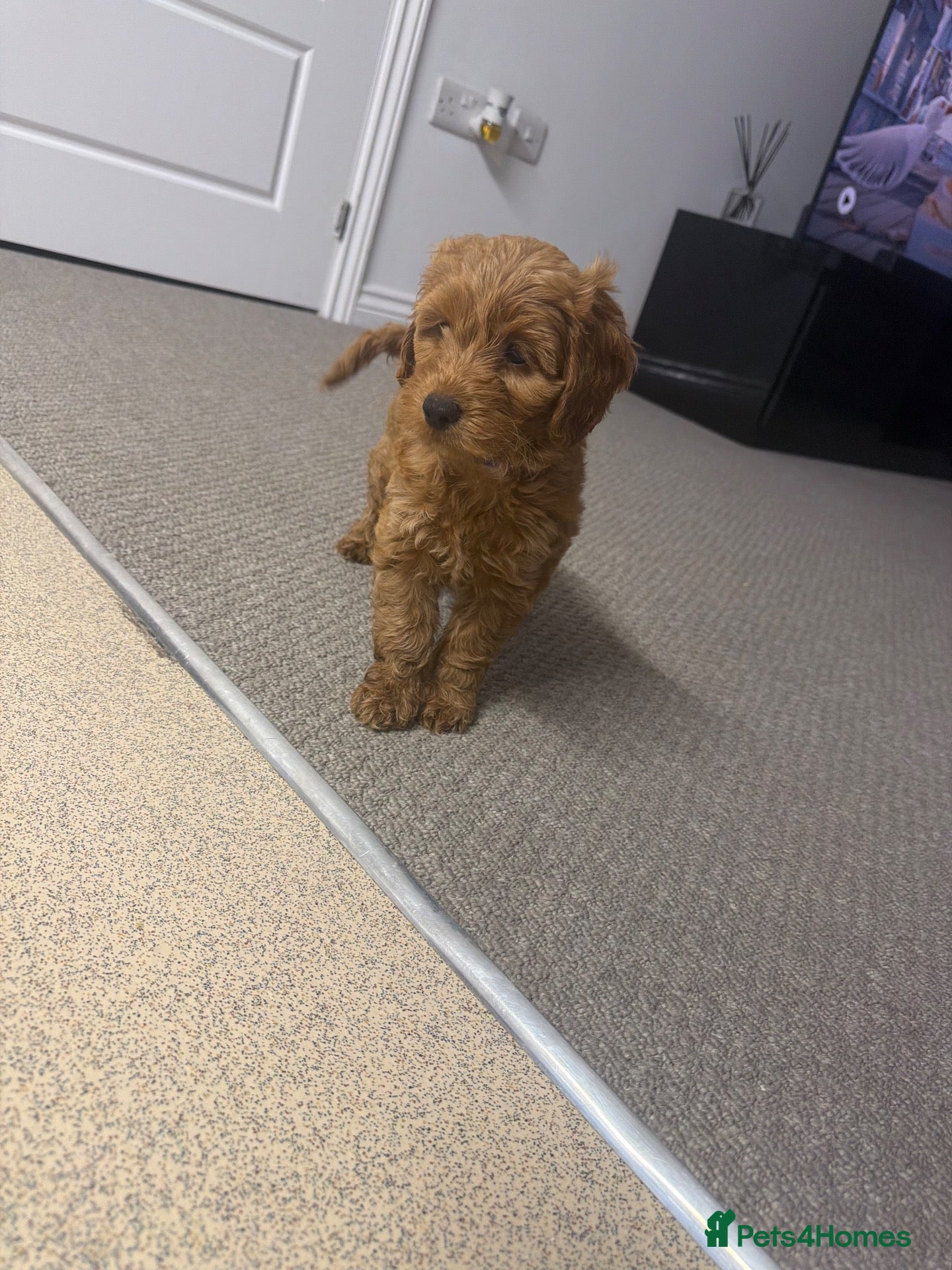 Cockapoo dogs for sale: REDUCED LAST F1COCKAPOO GIRL - Advert 9