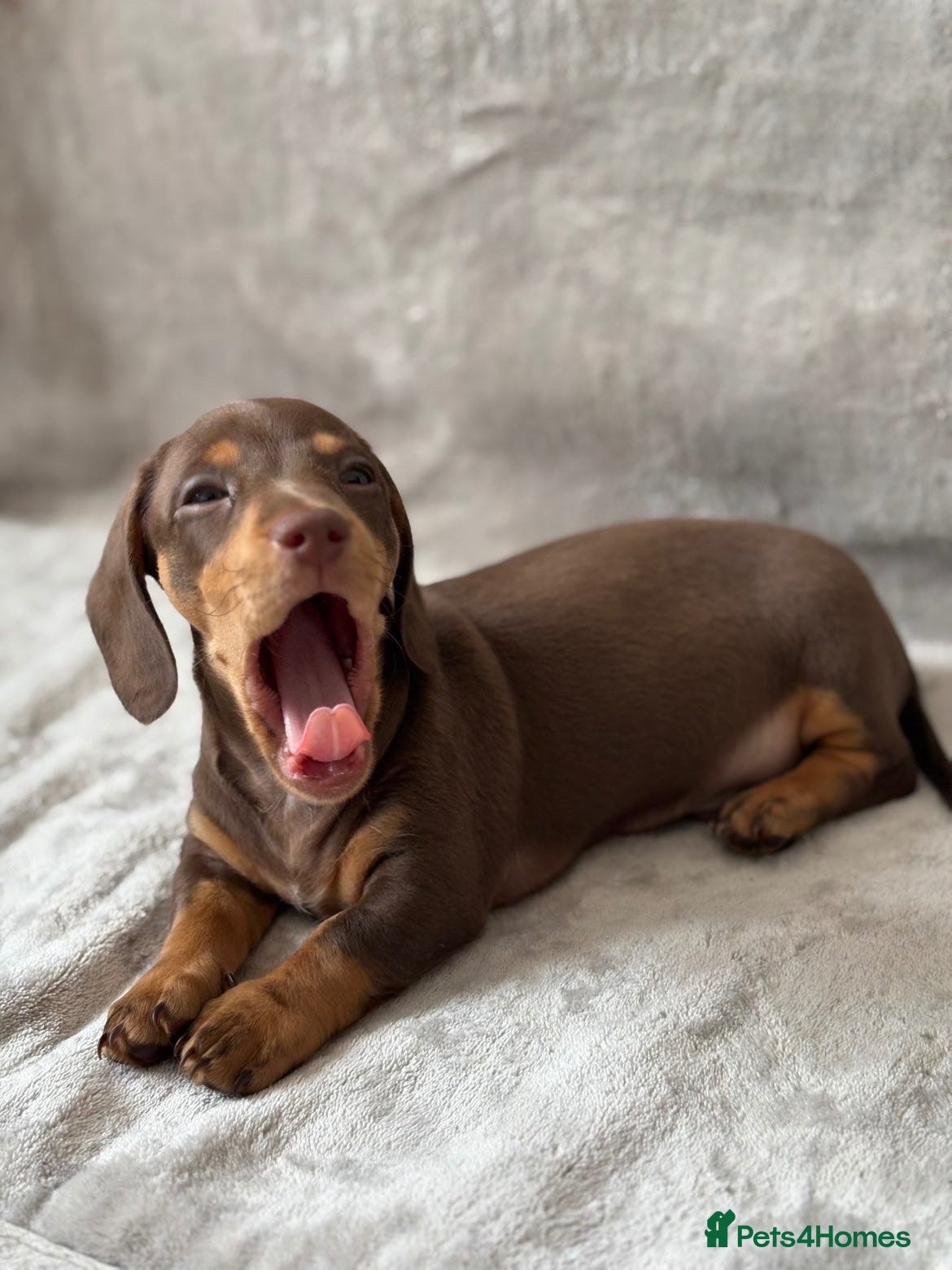Miniature Dachshund dogs Chocolate and tan short haired mini dachshund  - Advert 1