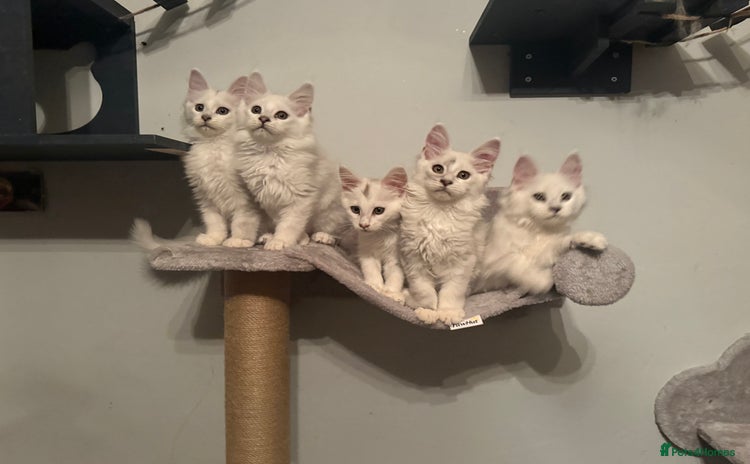 Maine Coon cats - Advert 12
