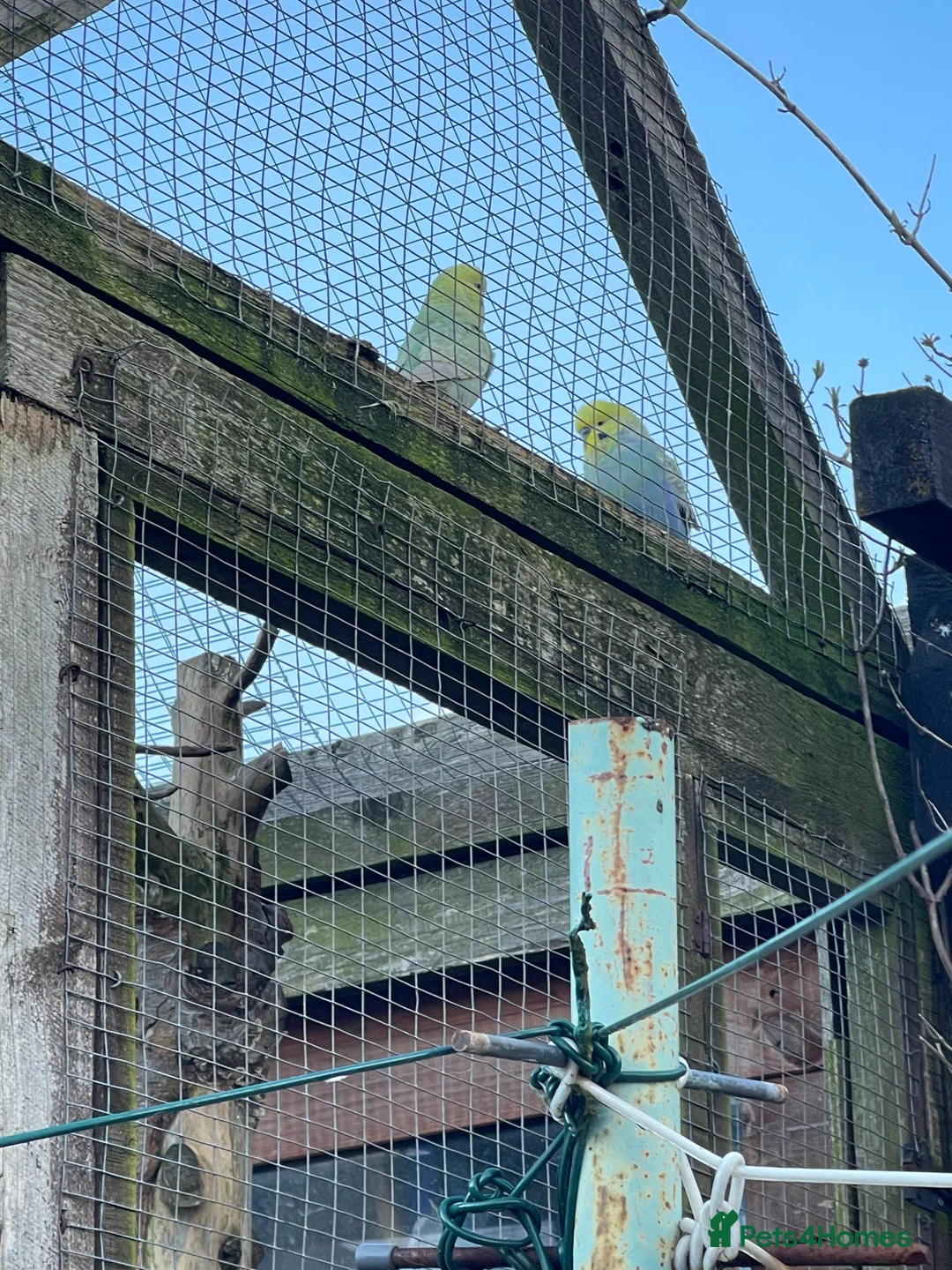 Budgerigars birds for sale: Budgies for sale - Advert 4