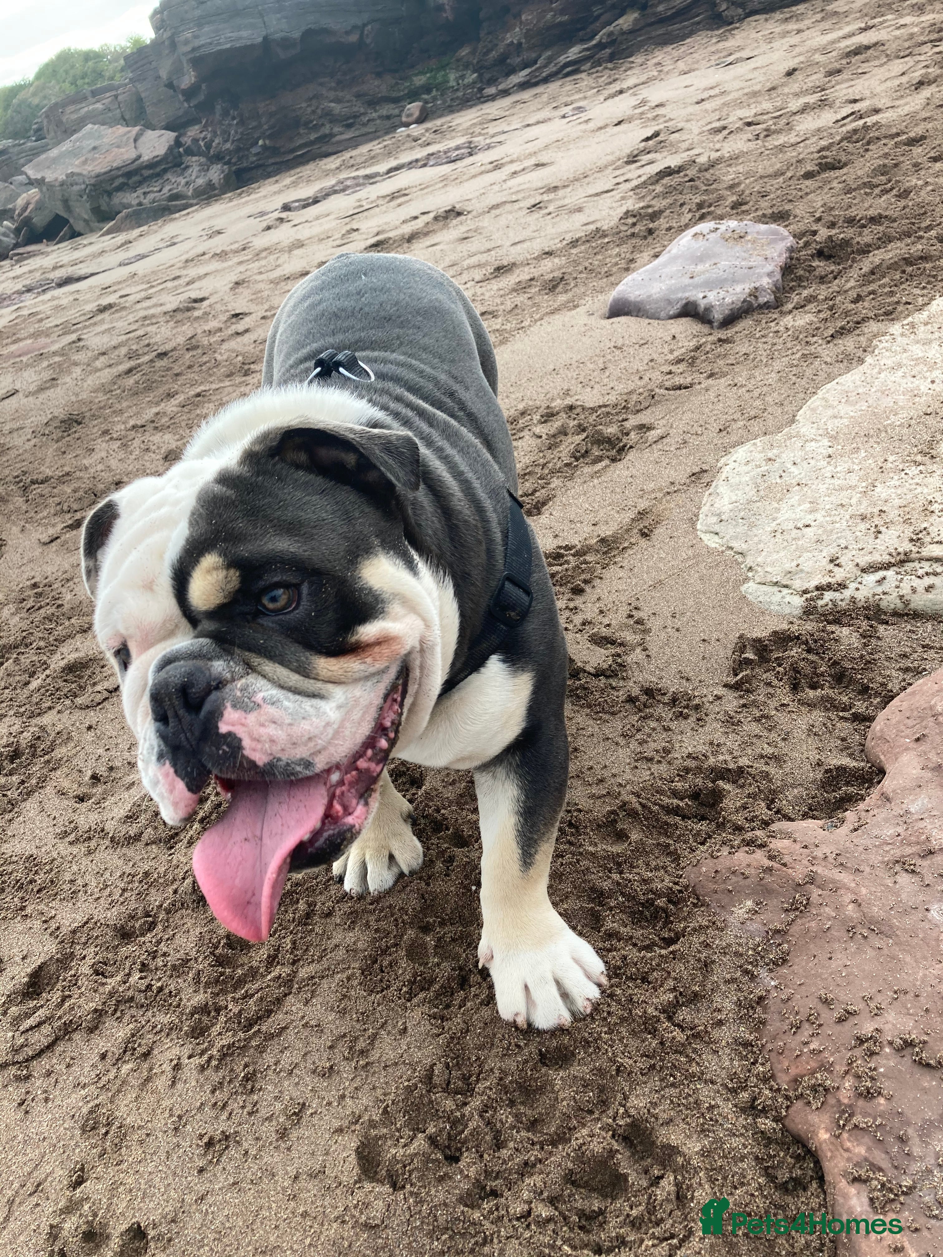 English Bulldog dogs Looking for new FOREVER home🏡 - Advert 5