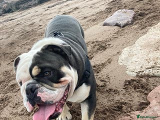 English Bulldog dogs Looking for new FOREVER home🏡 - Advert 5