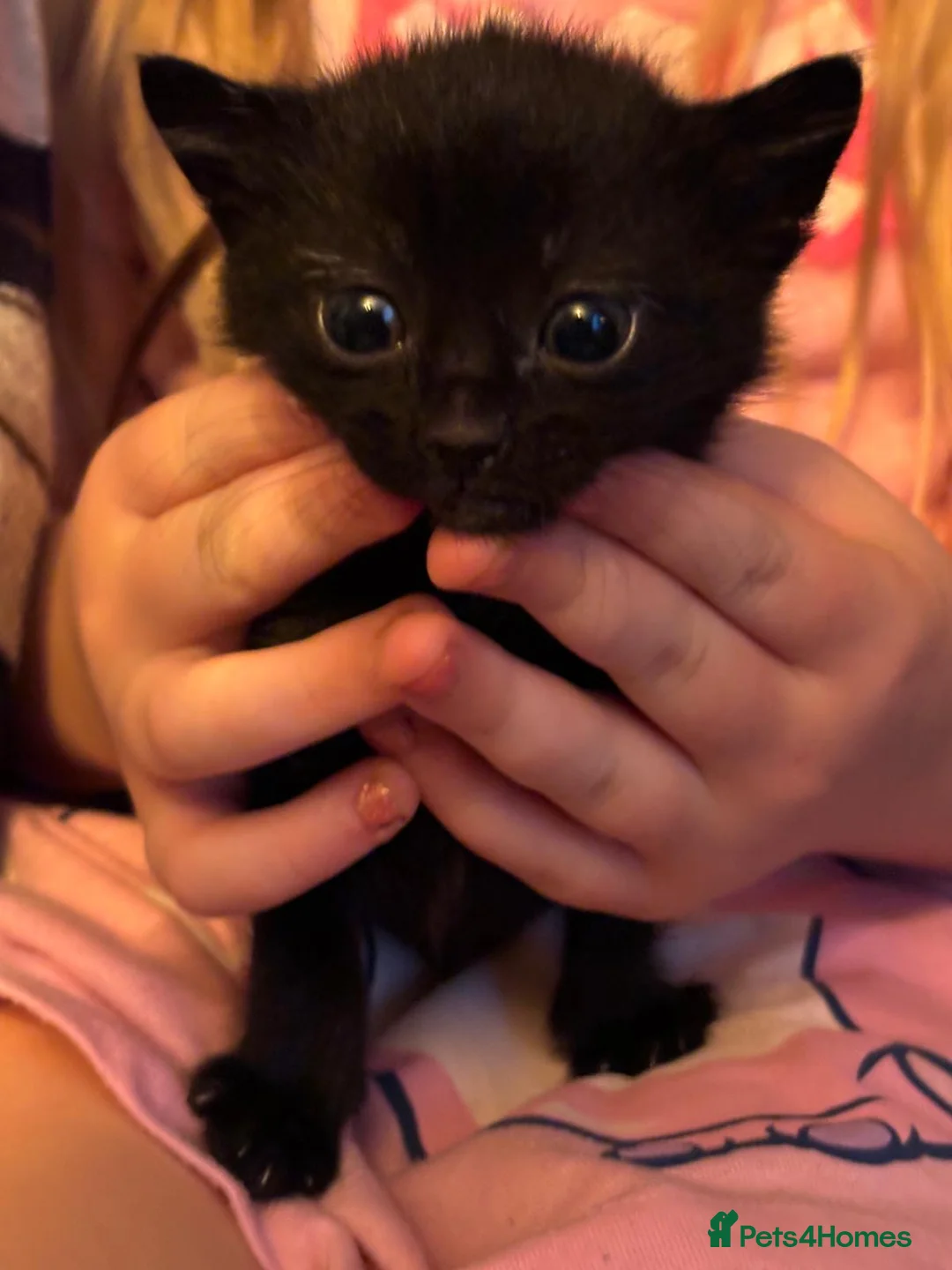 Mixed Breed cats for sale: Kittens looking for their new home in Clydebank - Advert 3