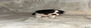 Cavalier King Charles Spaniel 2
