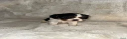 Cavalier King Charles Spaniel dogs for sale: King Charles cavalier puppies - Advert 6