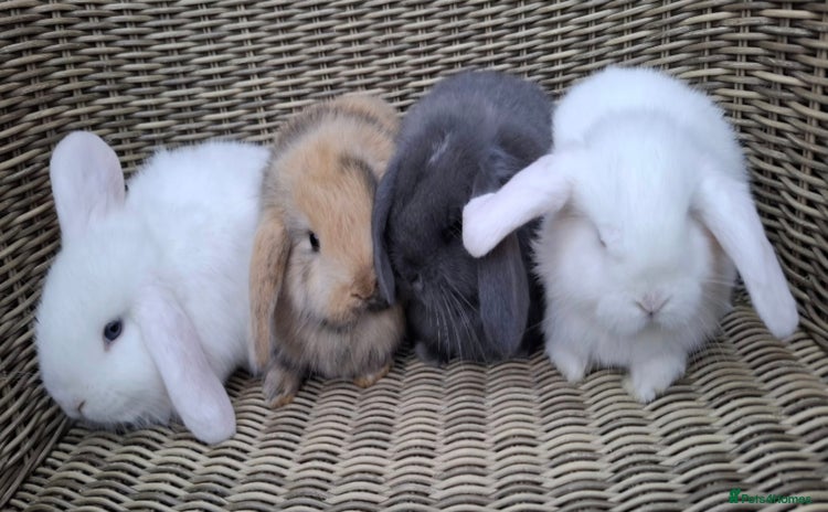 Mini Lop rabbits - Advert 11