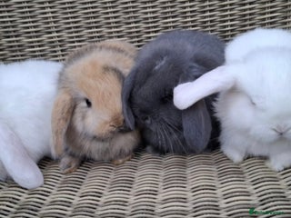 Mini Lop rabbits - Advert 22