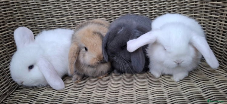 Mini Lop rabbits - Advert 2