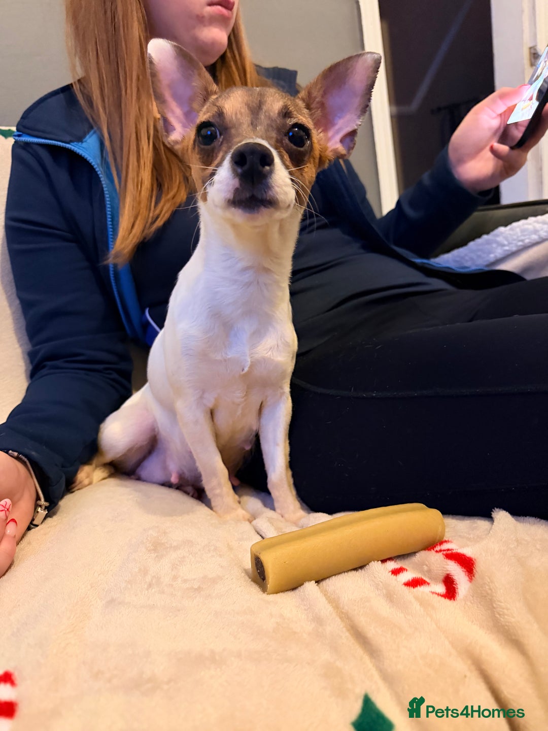 Mixed Breed dogs for sale: 1/2 chihuahua 1/2 jack Russel pup - Advert 7