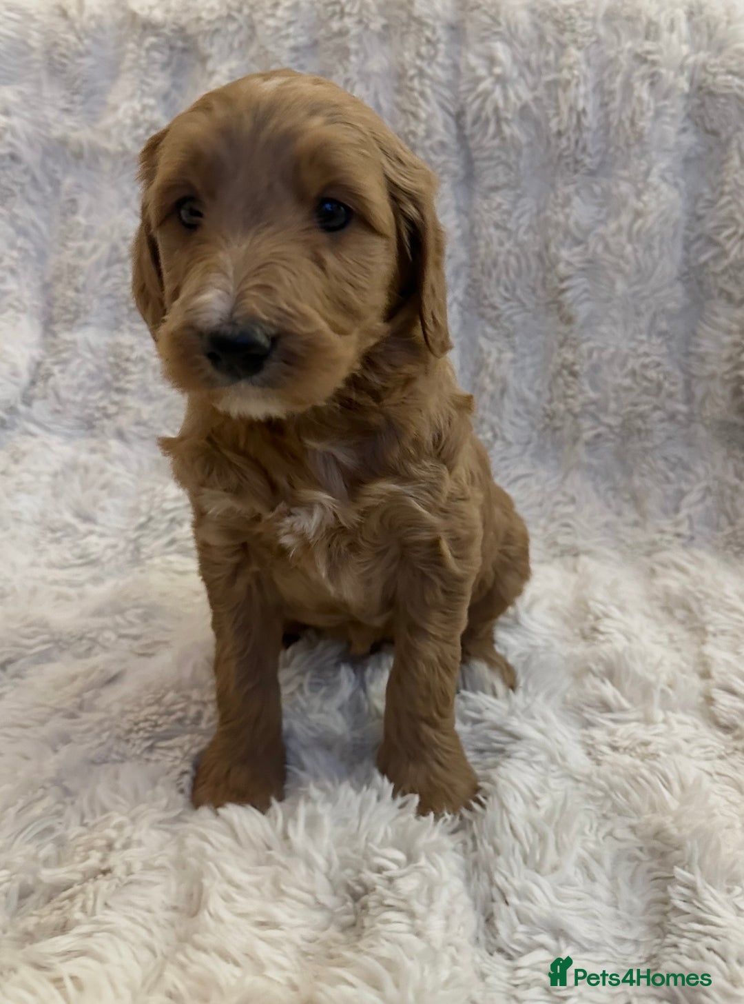 Goldendoodle dogs for sale: Beautiful golden doodles  - Advert 29