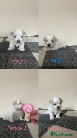 Malshi dogs - Advert 3