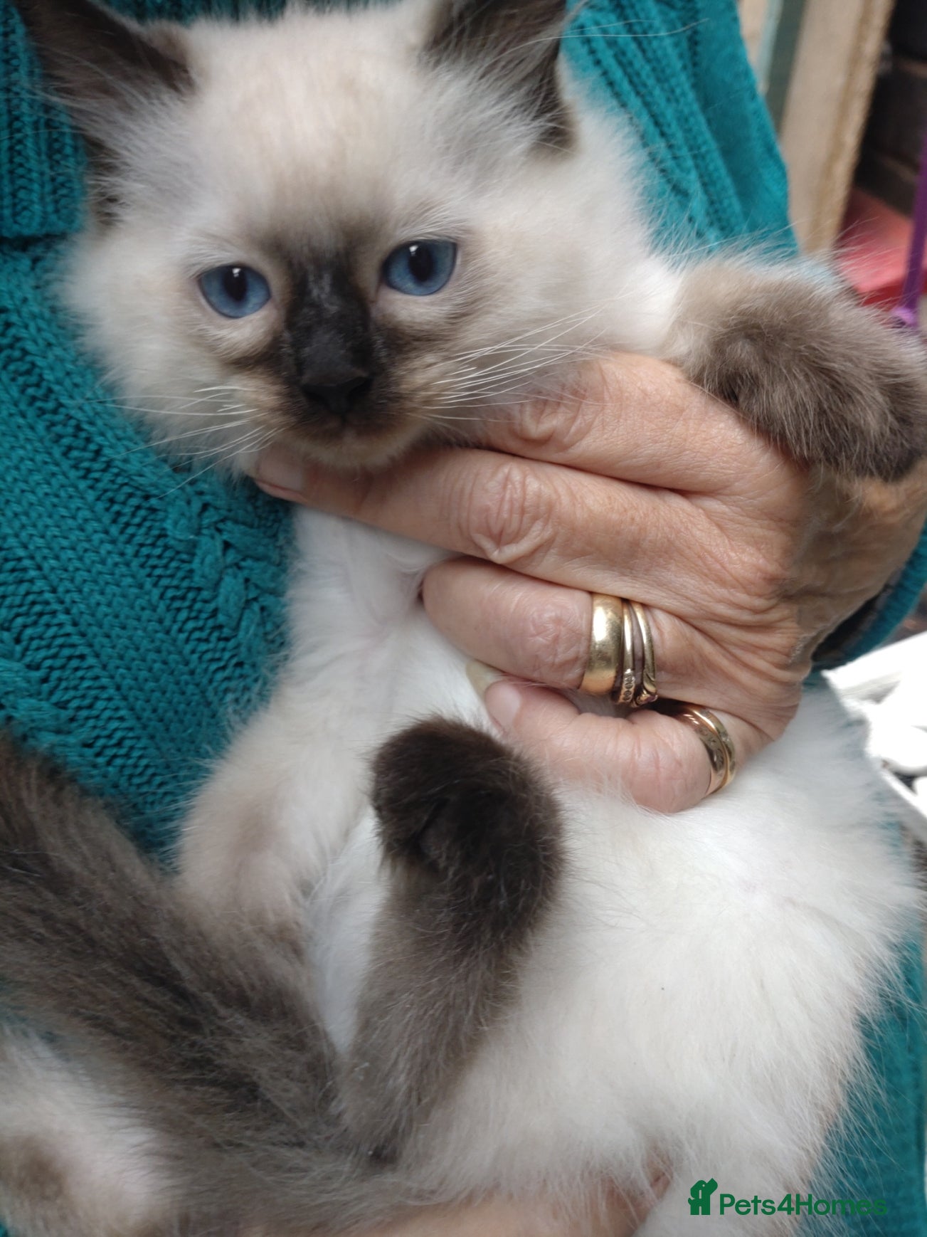 Ragdoll cats Snowballs Kittens - Advert 2