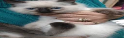 Ragdoll cats for sale: Snowballs Kittens - Advert 2