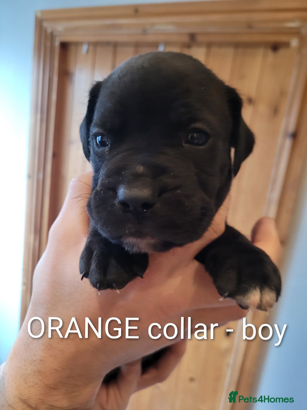 Mixed Breed dogs for sale: Douge de bordeaux x Presa Canerio  - Advert 16