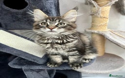 Maine Coon cats for sale: Pedigree TICA Registered Maine Coon Kittens - Image 21