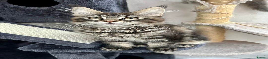 Black tabby girl 
