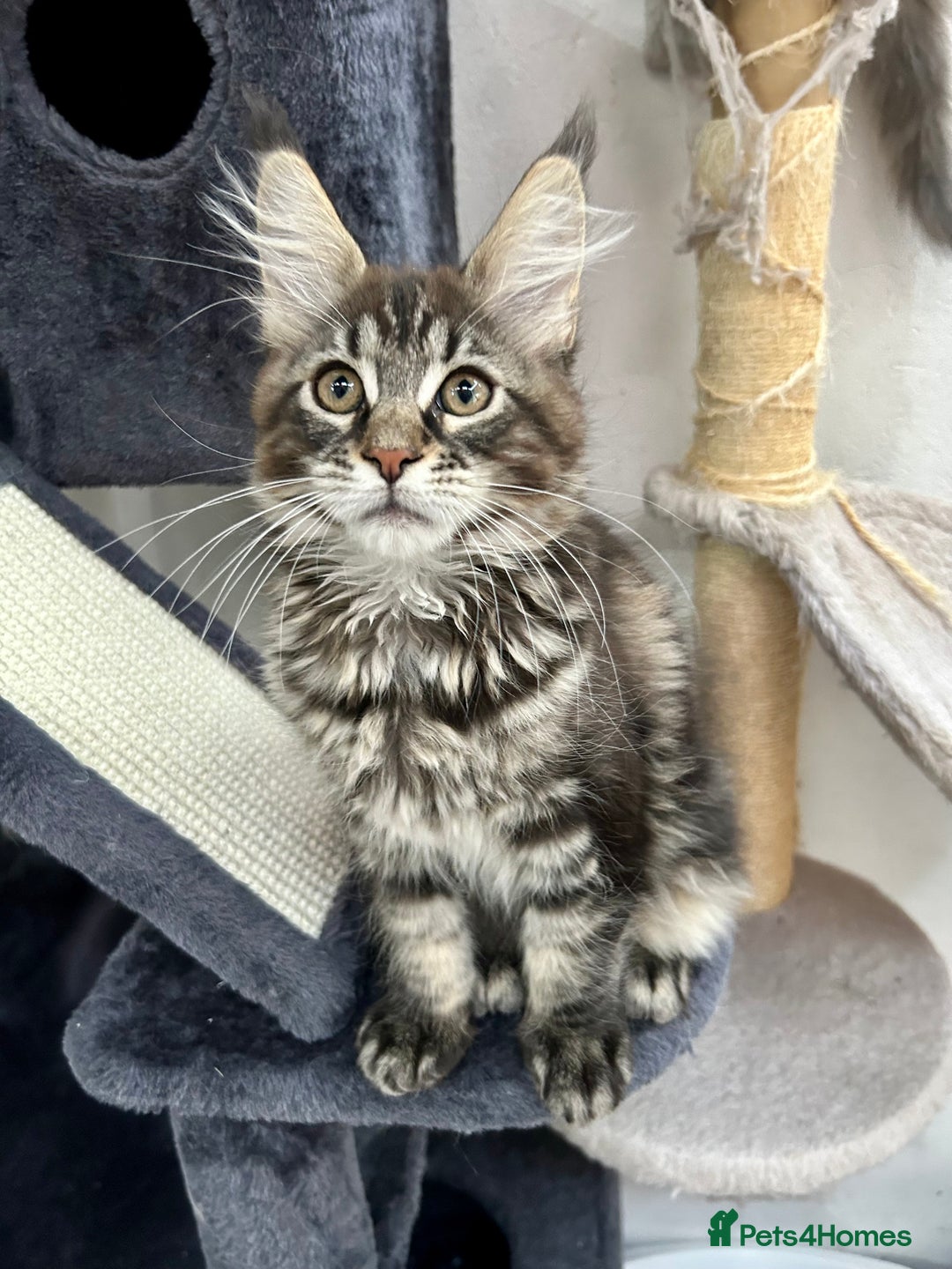 Maine Coon cats for sale: Pedigree TICA Registered Maine Coon Kittens - Image 21