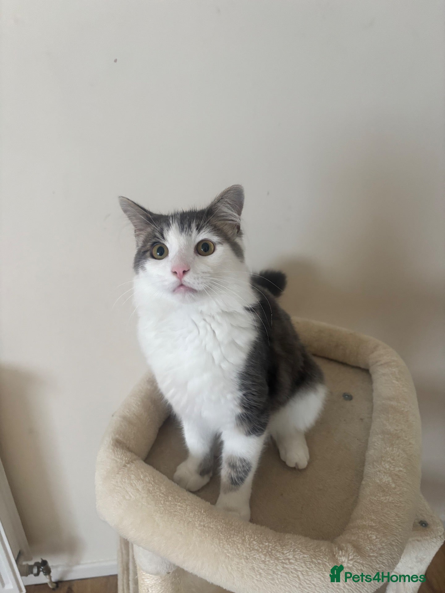 Mixed Breed cats Brucey - Advert 18