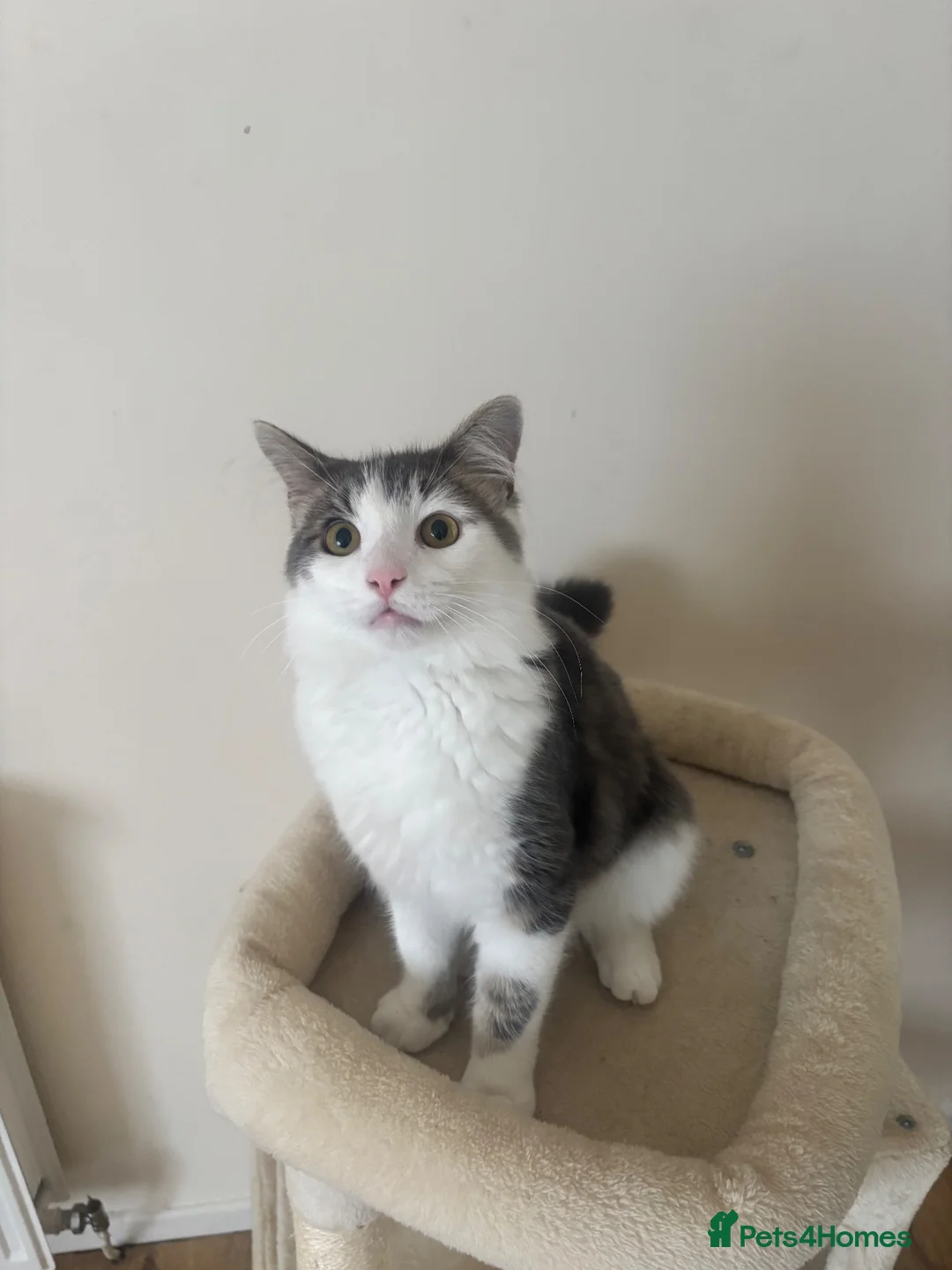 Mixed Breed cats for sale: Brucey - Advert 1