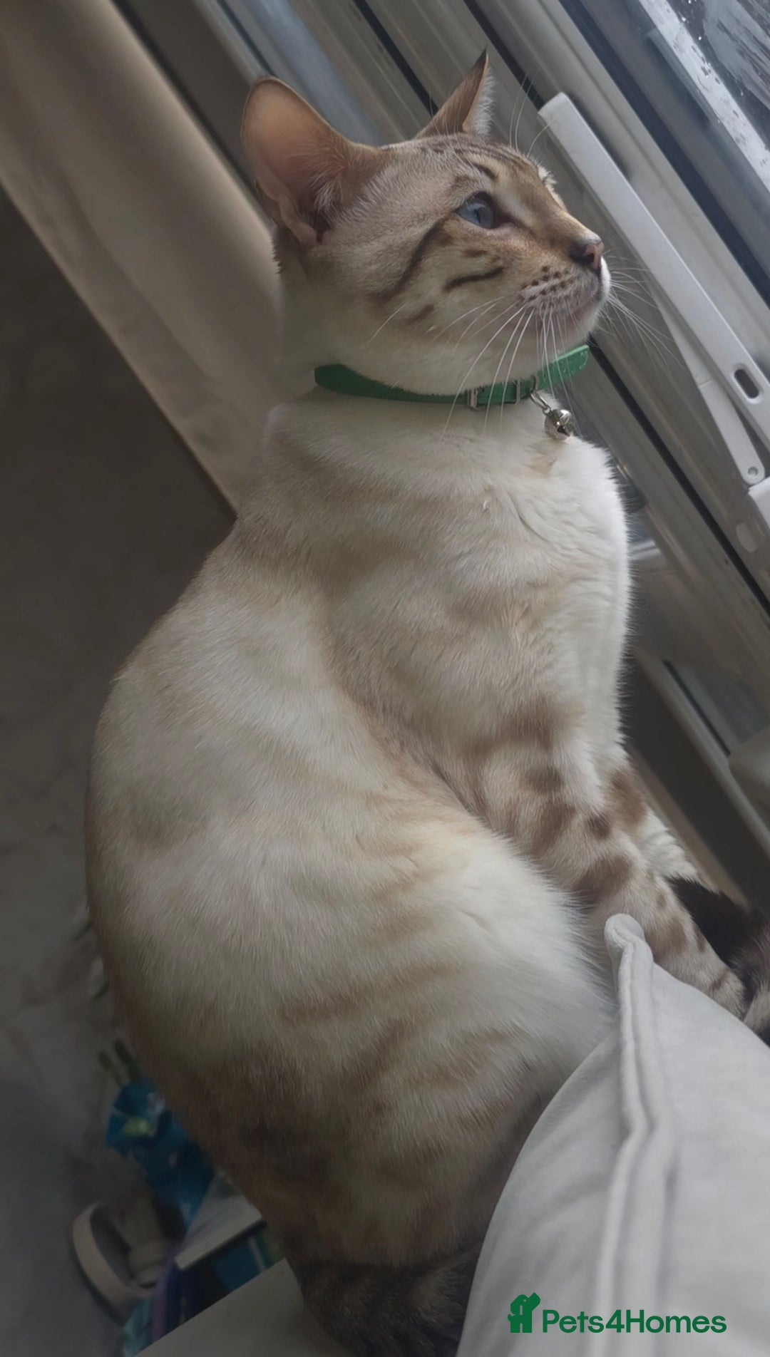 Bengal cats for sale: ✨ Planned Litter – Luxury Snow Bengals | Spring ✨ - Advert 4