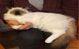 Ragdoll cats for sale: Ragdoll Kitten - Image 2