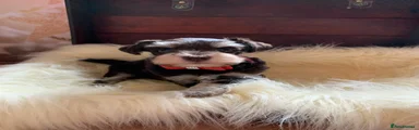 Miniature Schnauzer 1