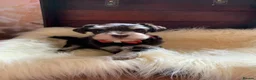 Miniature Schnauzer dogs for sale: 5* LICENSED RKC TOY MINI SCHNAUZERS H/T  - Advert 23